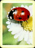 Ladybugs