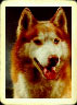 AKC dogs