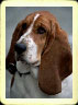 Basset dog