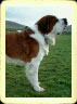 St. Bernard dog